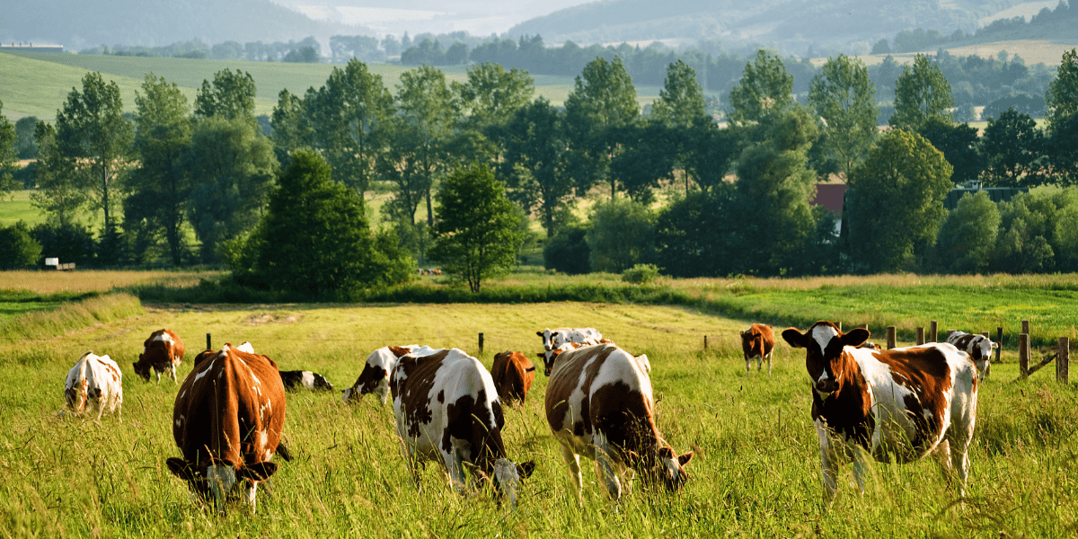 Will Nature Survive Industrial Agriculture? Nature’s Resilience vs. Short-Sighted Farming Practices - The Regenaissance