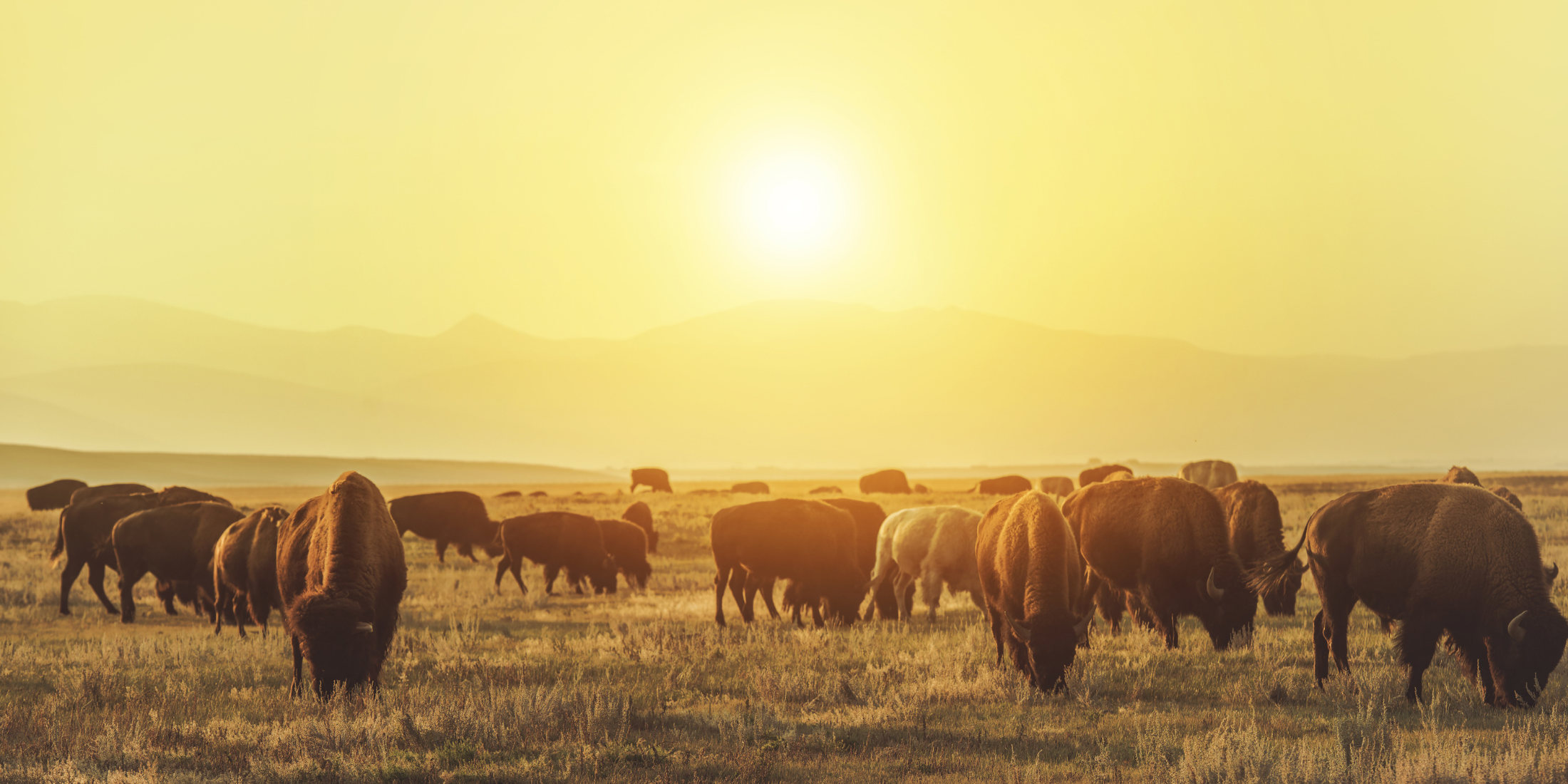 Out To Pasture