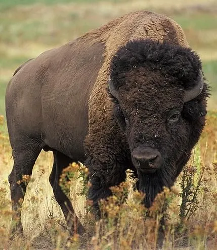 About_Us_Bison.png