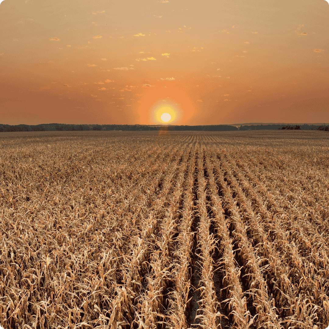 The Sustainability Myth