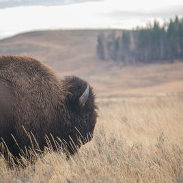 The Bison Truth