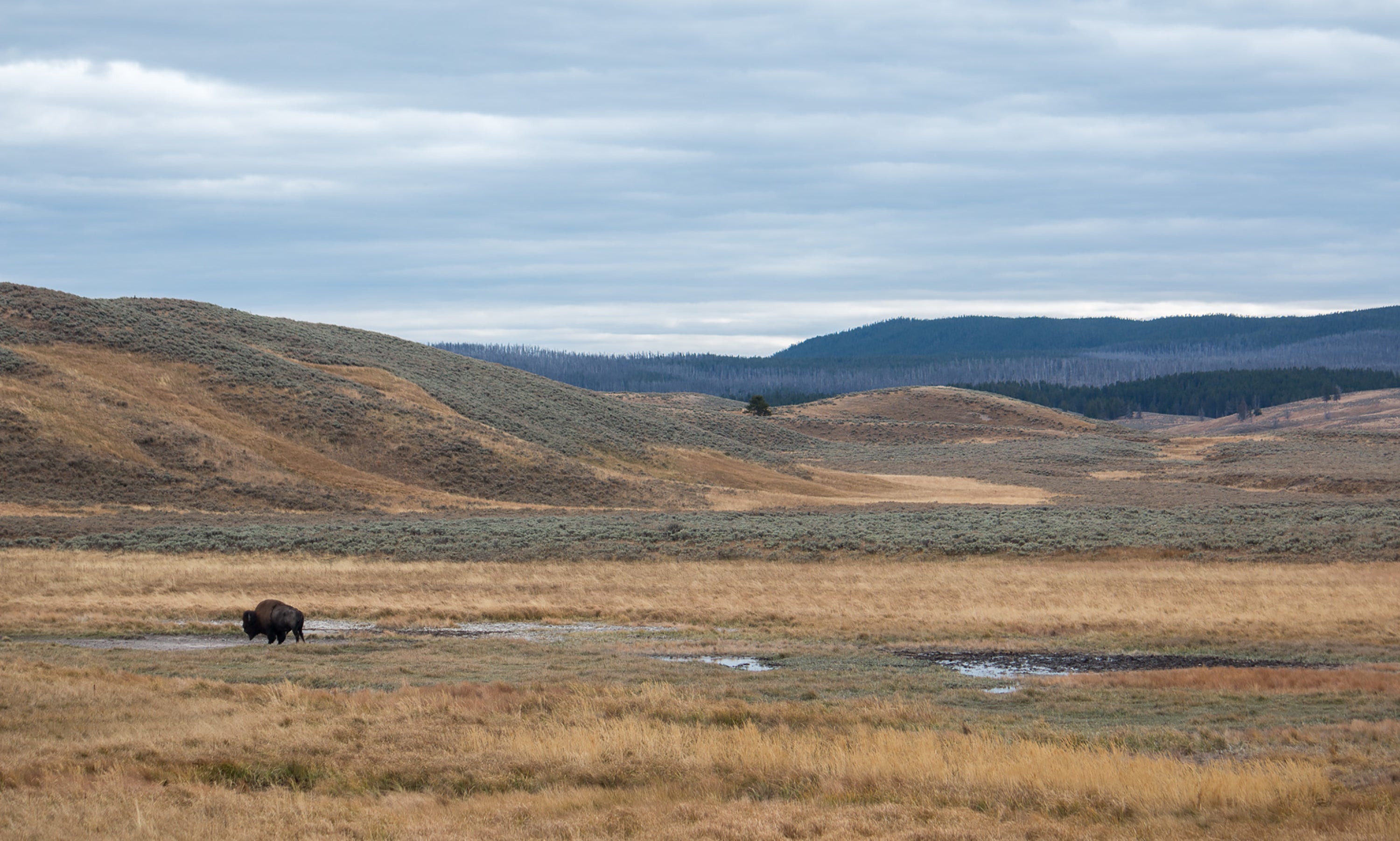 single-bison-goes-for-a-walk.jpg